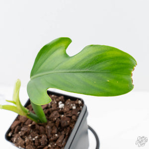 Philodendron Panduriforme Variegated (wk21-UA)