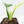 Philodendron Panduriforme Variegated (wk21-UA)