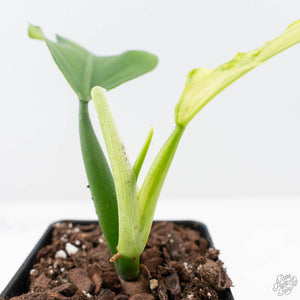 Philodendron Panduriforme Variegated (wk21-UA)
