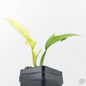 Philodendron Panduriforme Variegated (wk21-UA)