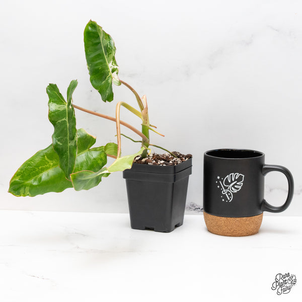 Philodendron 'Paraiso Verde' Albo Variegated (wk45-H)