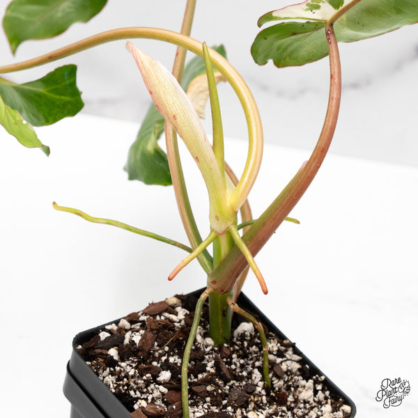 Philodendron 'Paraiso Verde' Albo Variegated (wk45-H)