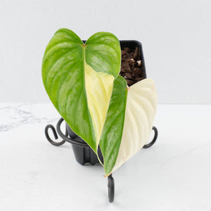 Philodendron Pastazanum Albo Variegated (wk36-U128)