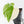 Philodendron Pastazanum Albo Variegated (wk36-U128)