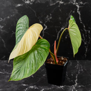 Philodendron Pastazanum Albo Variegated (wk44-U199)