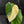 Philodendron Pastazanum Albo Variegated (wk44-U199)