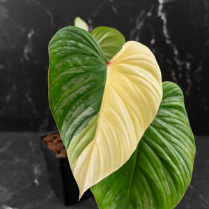 Philodendron Pastazanum Albo Variegated (wk44-U199)