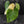 Philodendron Pastazanum Albo Variegated (wk44-U199)
