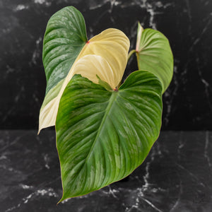 Philodendron Pastazanum Albo Variegated (wk44-U199)