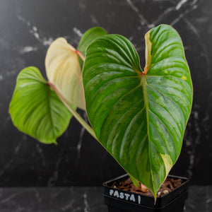 Philodendron Pastazanum Albo Variegated (wk44-U199)