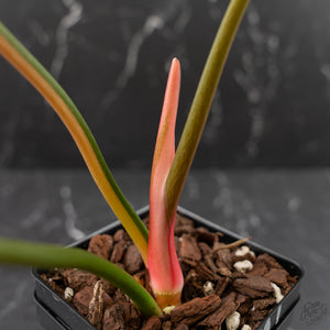 Philodendron Pastazanum Albo Variegated (wk44-U199)