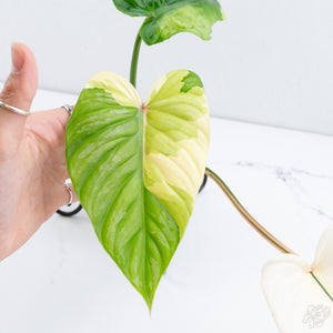 Philodendron Pastazanum Albo Variegated (wk10-UG)