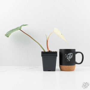 Philodendron Pastazanum Albo Variegated (wk19-UA)