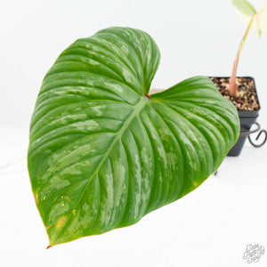 Philodendron Pastazanum Albo Variegated (wk19-UA)