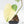 Philodendron Pastazanum Albo Variegated (wk19-UA)
