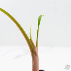 Philodendron Pastazanum Albo Variegated (wk19-UA)