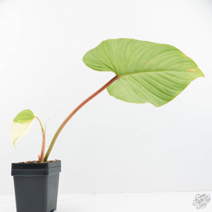 Philodendron Pastazanum Albo Variegated (wk19-UA)