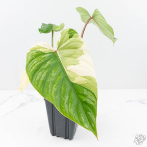 Philodendron Pastazanum Albo Variegated (wk20-UG)