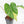 Philodendron Pastazanum Albo Variegated (wk20-UG)