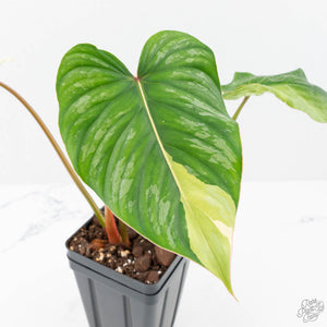 Philodendron Pastazanum Albo Variegated (wk20-UG)