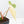 Philodendron Pastazanum Albo Variegated (wk20-UG)