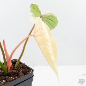 Philodendron Pastazanum Albo Variegated (wk20-UG)