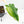 Philodendron Pastazanum Albo Variegated (wk20-UG)