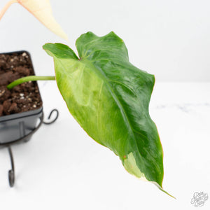 Philodendron Pastazanum Albo Variegated (wk20-UG)