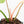 Philodendron Pastazanum Albo Variegated (wk20-UG)