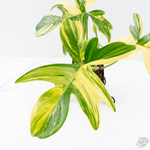 Philodendron 'Pedatum' Variegated (wk26-H)