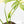 Philodendron 'Pedatum' Variegated (wk26-H)