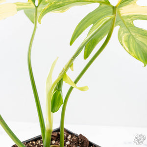 Philodendron 'Pedatum' Variegated (wk26-H)