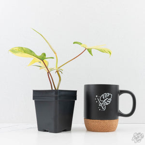 Philodendron 'Pedatum' Variegated (wk29-I)