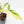 Philodendron 'Pedatum' Variegated (wk29-I)