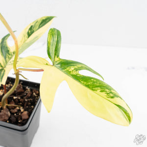 Philodendron 'Pedatum' Variegated (wk29-I)