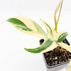 Philodendron 'Pedatum' Variegated (wk29-I)