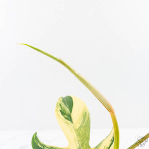 Philodendron 'Pedatum' Variegated (wk29-I)