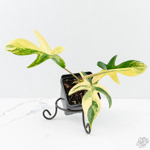 Philodendron 'Pedatum' Variegated (wk29-I)