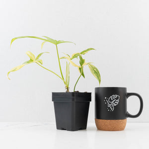 Philodendron 'Pedatum' Variegated (wk34-L80)