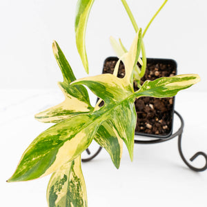 Philodendron 'Pedatum' Variegated (wk34-L80)