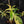 Philodendron 'Pedatum' Variegated (wk41-L80)