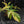 Philodendron 'Pedatum' Variegated (wk41-L80)