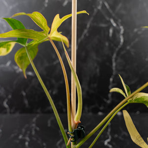 Philodendron 'Pedatum' Variegated (wk41-L80)