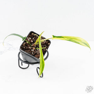 Philodendron Quercifolium 'Glad Hands' Variegated (wk28-UH)