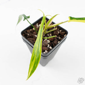 Philodendron Quercifolium 'Glad Hands' Variegated (wk28-UH)