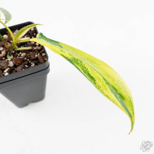 Philodendron Quercifolium 'Glad Hands' Variegated (wk28-UH)