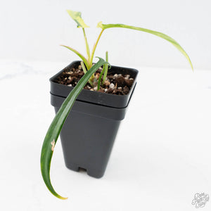 Philodendron Quercifolium 'Glad Hands' Variegated (wk28-UH)