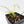 Philodendron Quercifolium 'Glad Hands' Variegated (wk28-UH)