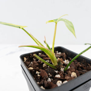 Philodendron Quercifolium 'Glad Hands' Variegated (wk28-UH)