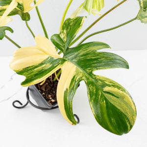 Philodendron 'Pedatum' Variegated (wk34-L40)